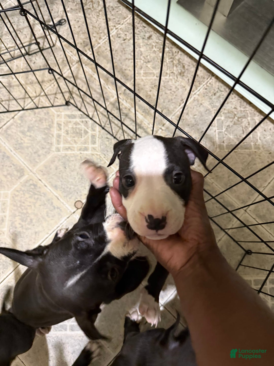 Canaan Dog dogs for sale: Snoop - Image 3