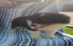 Australian Shepherd dogs for sale: Sasha - Image 9