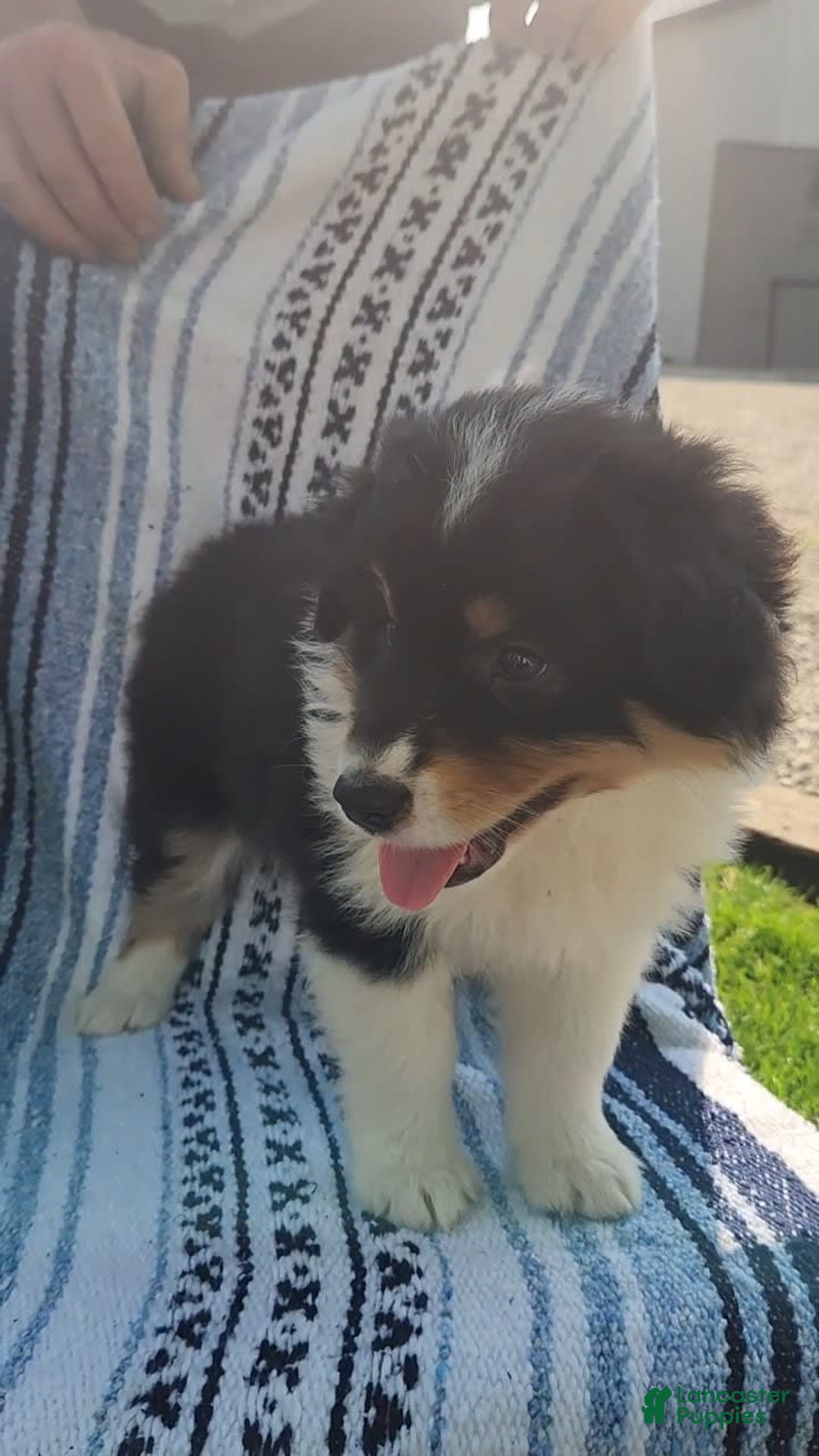 Australian Shepherd dogs for sale: Sasha - Image 9
