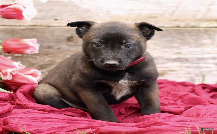 Belgian Malinois dogs for sale - Ad 3