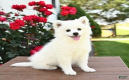 American Eskimo dogs for sale: Muffin - Image 8