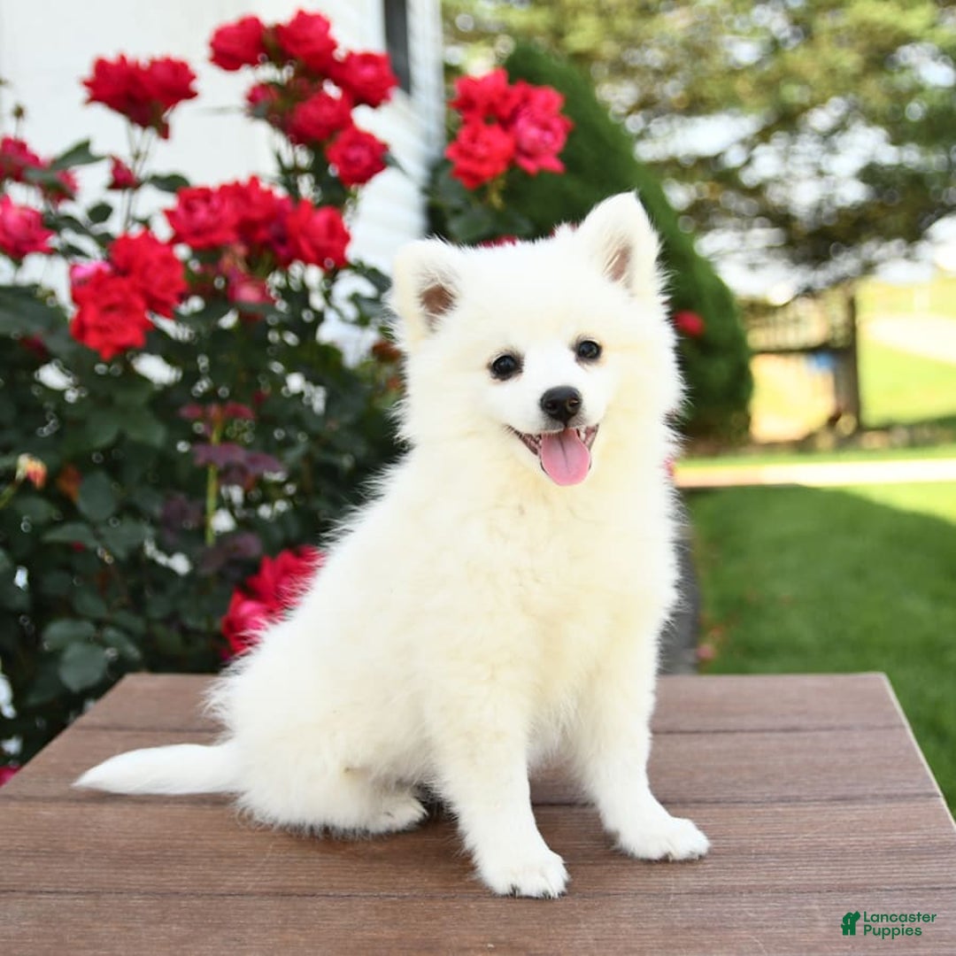 American Eskimo dogs for sale: Muffin - Image 8