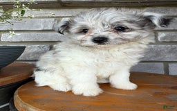 Pomapoo dogs for sale: Mason - Image 4