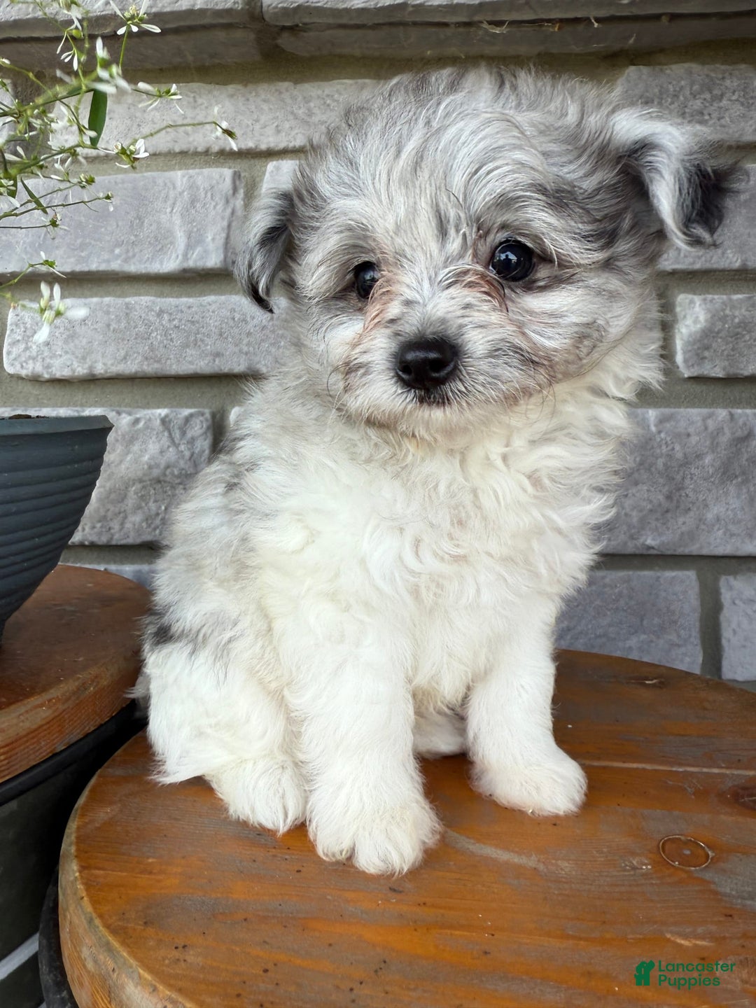 Pomapoo dogs for sale: Mason - Image 4
