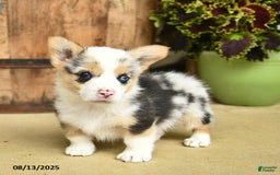 Welsh Corgi Pembroke dogs for sale: Dill - Image 5