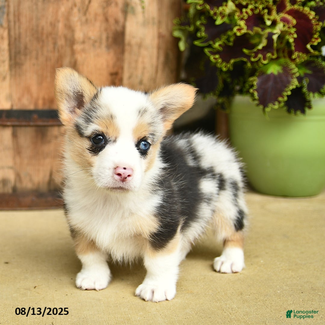 Welsh Corgi Pembroke dogs for sale: Dill - Image 5