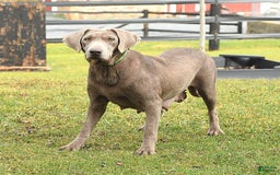 Labrador Retriever dogs for sale: Candice - Image 6