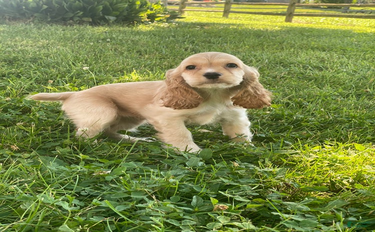 Cocker Spaniel dogs for sale - Ad 4