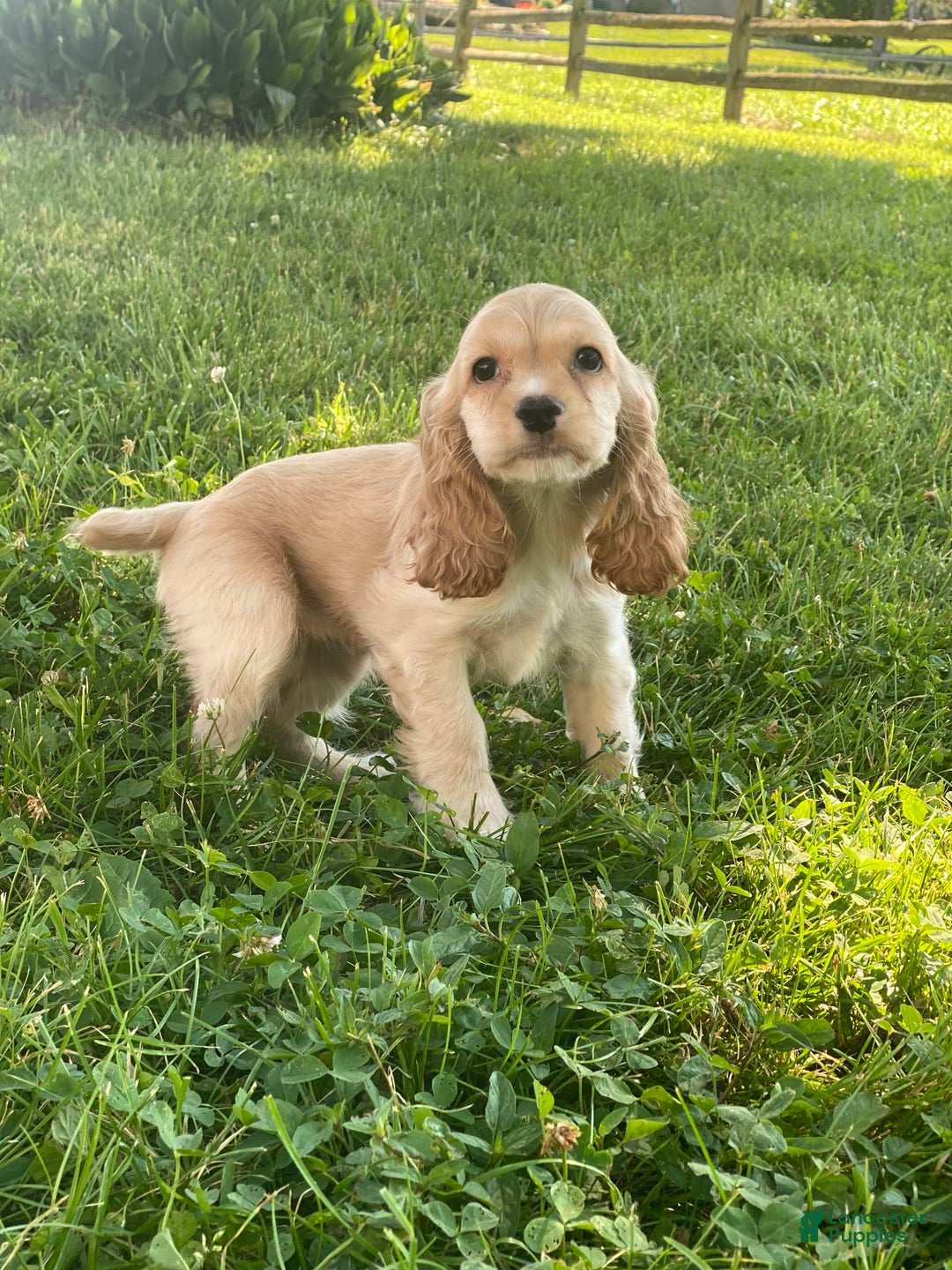 Cocker Spaniel dogs for sale: Olivia - Image 1