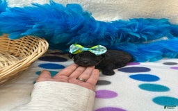 Morkie dogs for sale: Penelope - Image 3