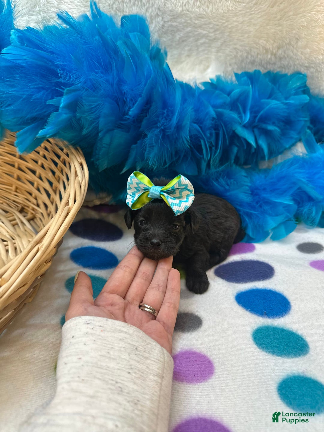 Morkie dogs for sale: Penelope - Image 3