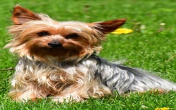 Morkie dogs for sale: Jane Teacup - Image 8