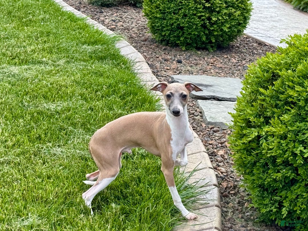 Italian Greyhound dogs for sale: Gerald - Image 14