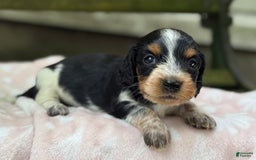 Miniature Dachshund dogs for sale: Daisy - Image 5