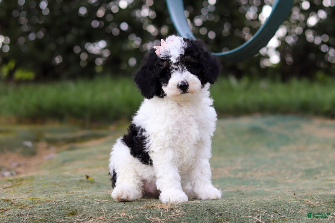 Mini Bernedoodle dogs for sale: Mini Bernedoodle 6 puppies - Image 34