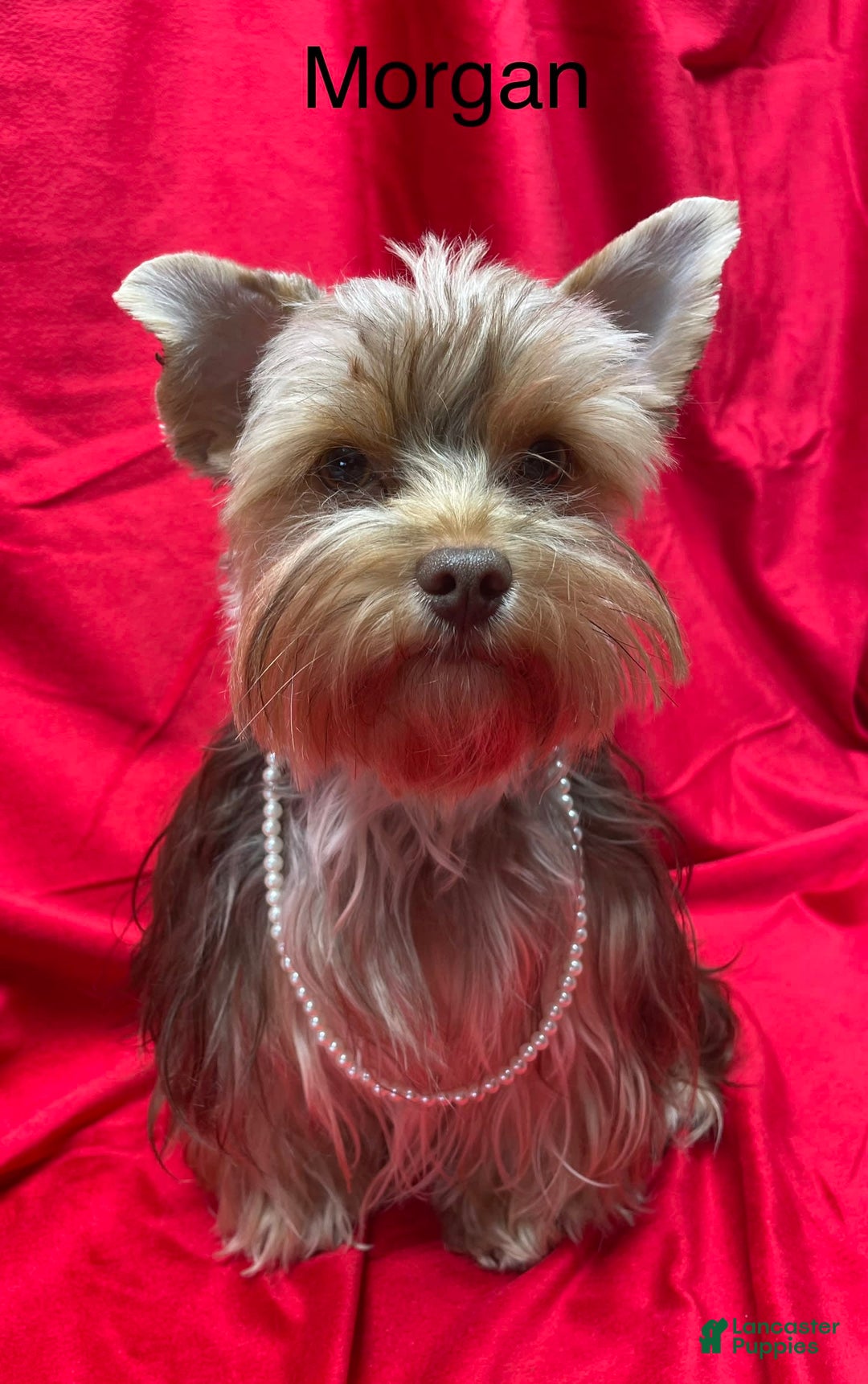 Yorkshire Terrier dogs for sale: Jolene - Image 5