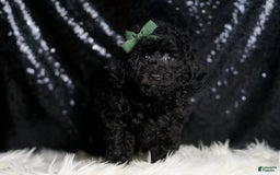 Miniature Poodle dogs for sale: Mikey - Image 5