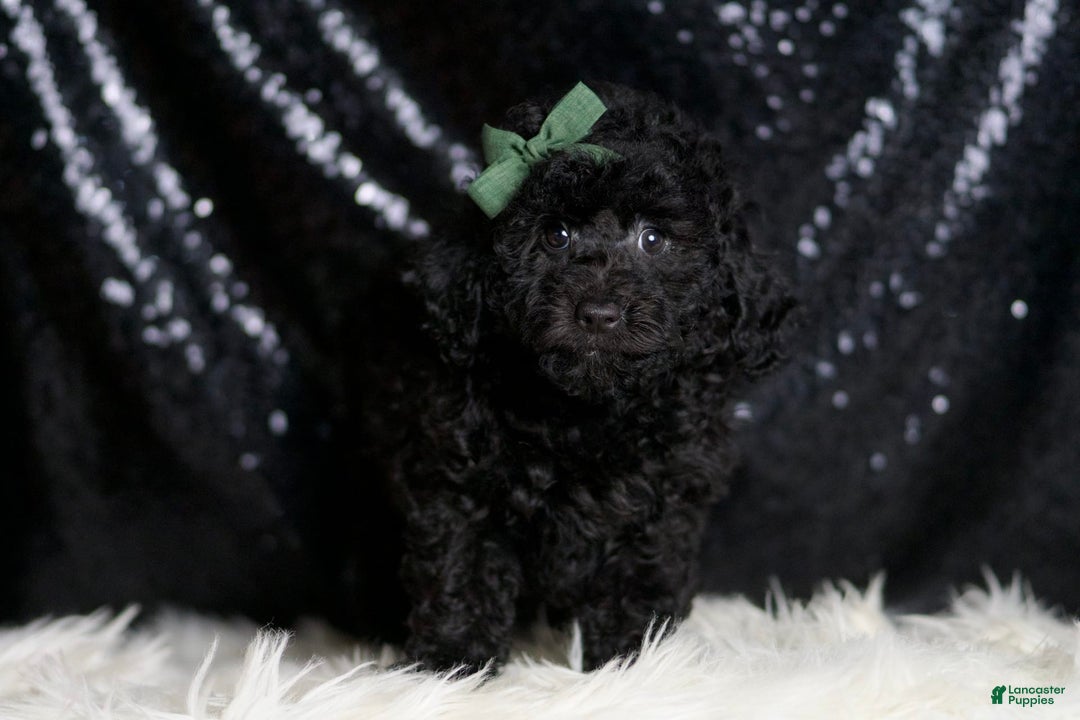 Miniature Poodle dogs for sale: Mikey - Image 5