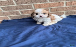 Cavapoo dogs for sale: Dallas - Image 6