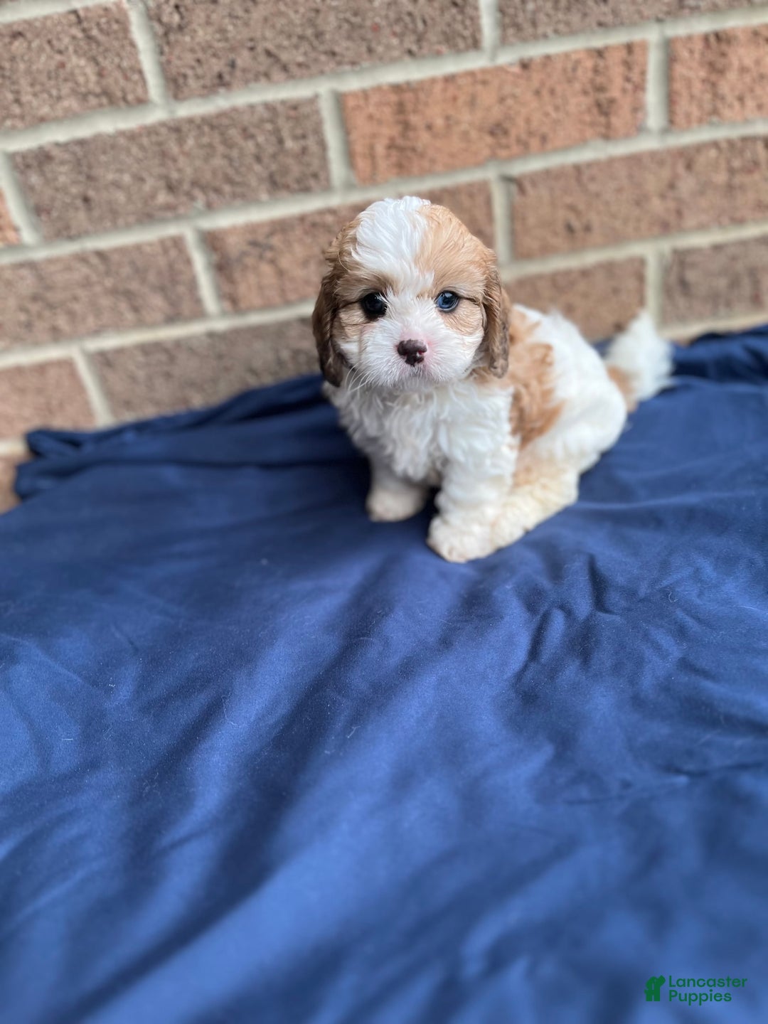 Cavapoo dogs for sale: Dallas - Image 6
