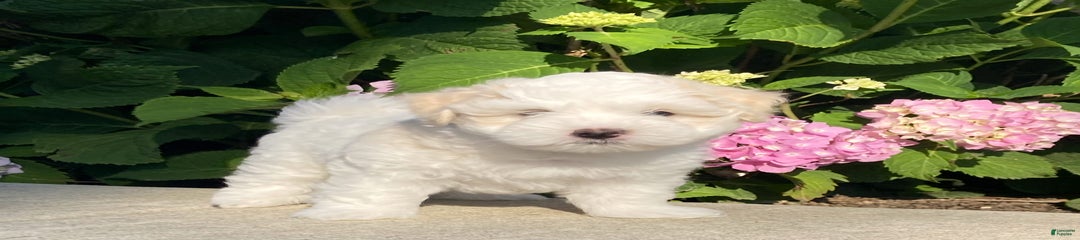 Amigo