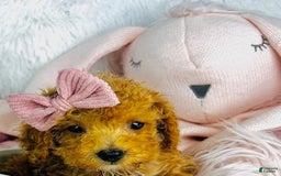 Toy Poodle dogs for sale: Christy Lynn - Image 1