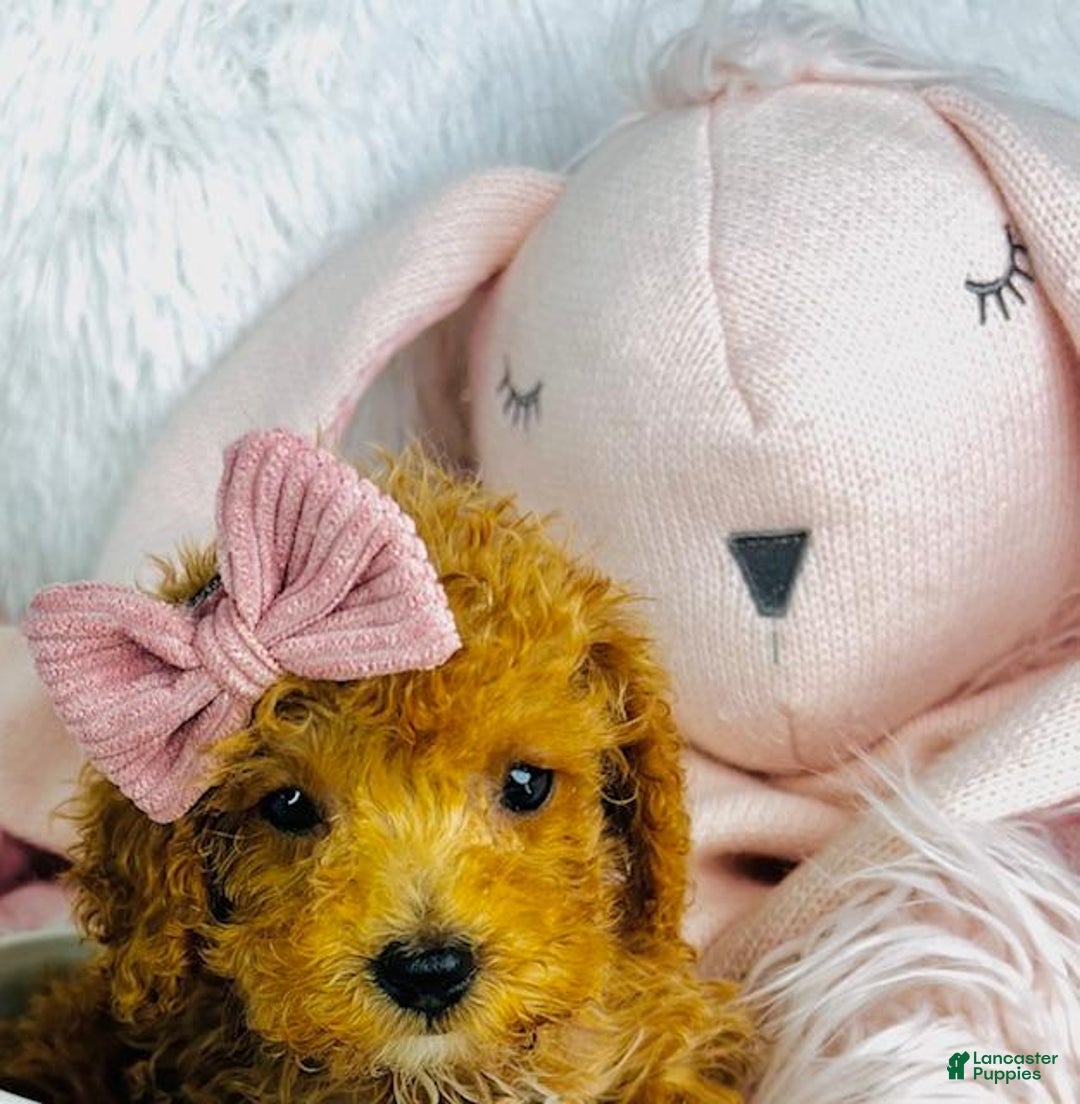 Toy Poodle dogs for sale: Christy Lynn - Image 1