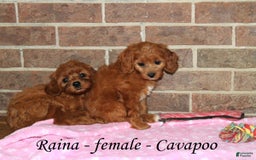 Cavapoo dogs for sale: Raina - Image 3