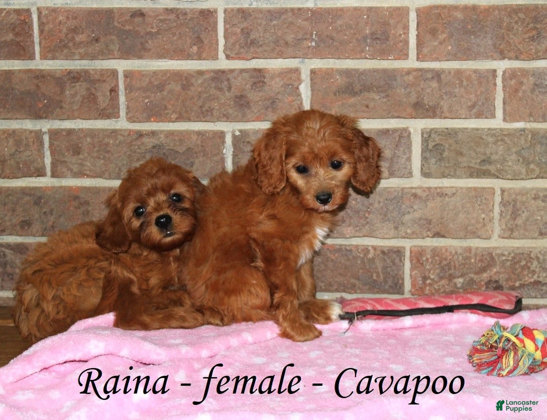 Cavapoo dogs for sale: Raina - Image 3