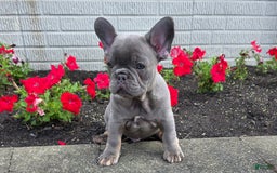 French Bulldog dogs for sale: Remi - Image 2
