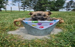 Morkie dogs for sale: Ollie - Image 3