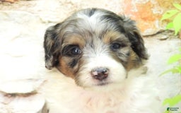 Mini Goldendoodle dogs for sale: Violet F1b - Image 1