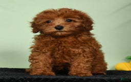Miniature Poodle dogs for sale: Monty - Image 5