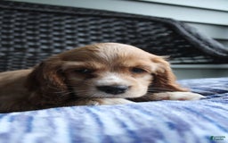 Cocker Spaniel dogs for sale: Marshmallow - Image 24