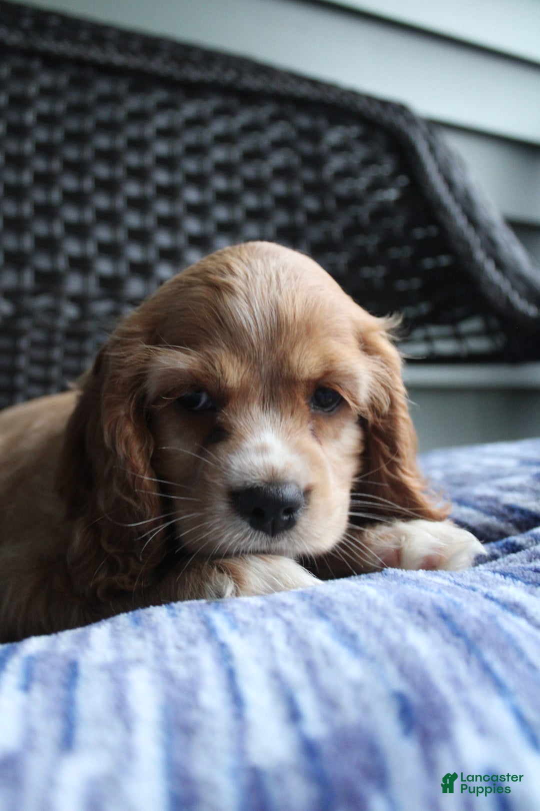 Cocker Spaniel dogs for sale: Marshmallow - Image 24