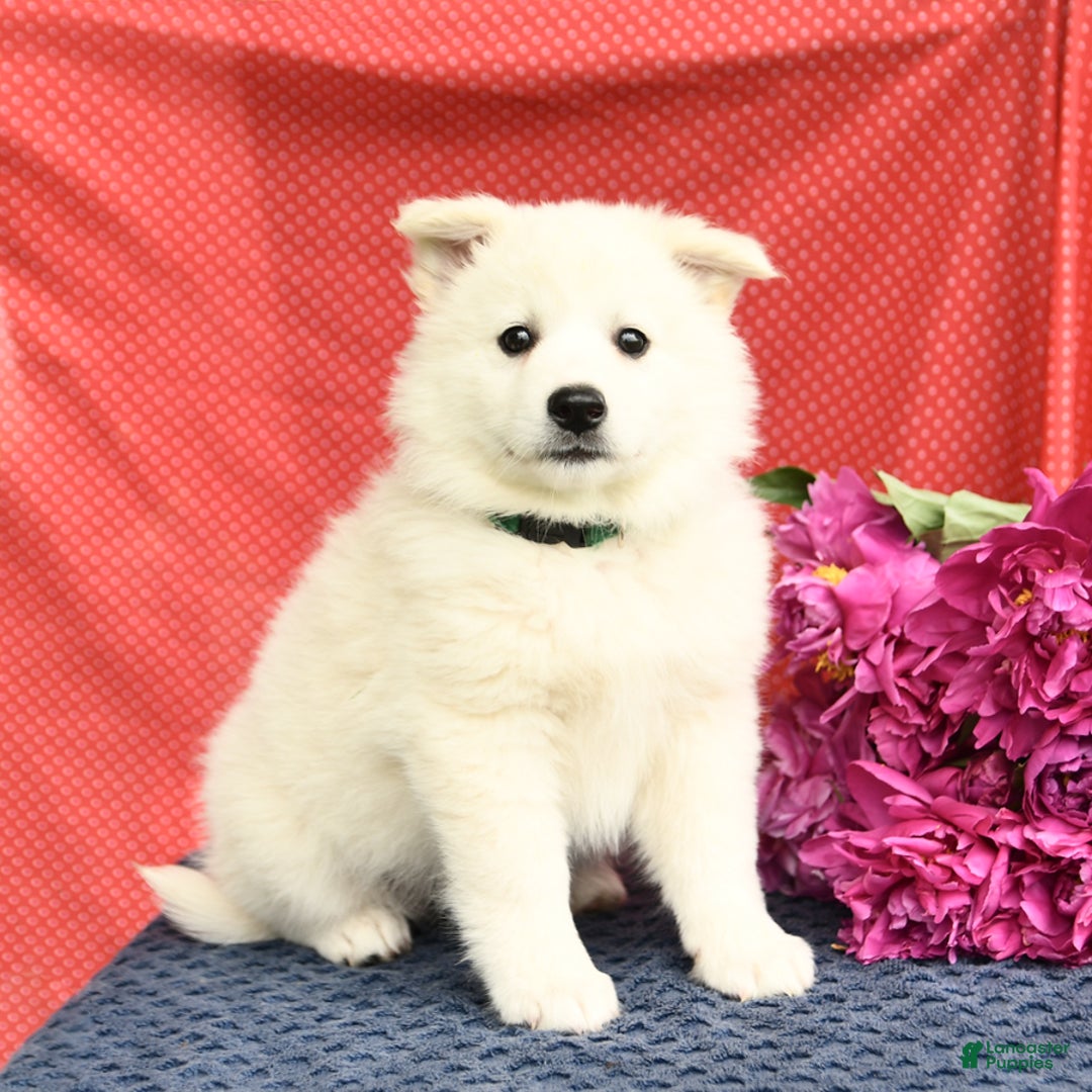American Eskimo dogs for sale: Magnolia - Image 9