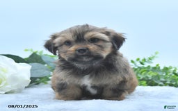 Shorkie dogs for sale: Laverne - Image 4
