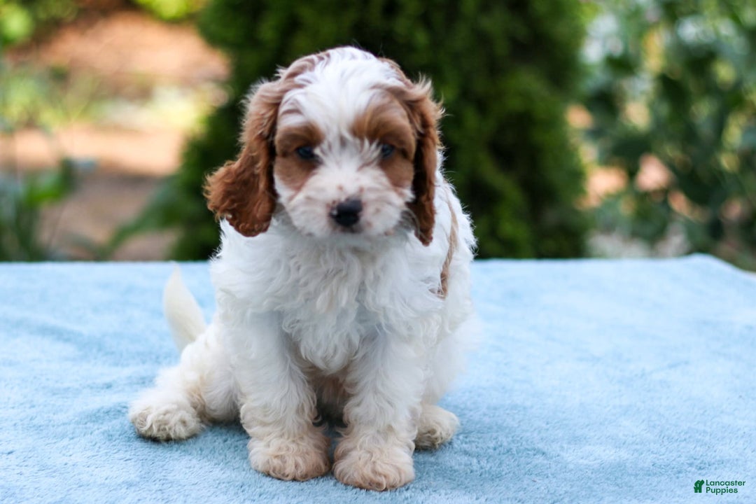 Cavapoo dogs for sale: Trooper - Image 3