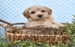 Havapoo dogs for sale: Belle - Image 1