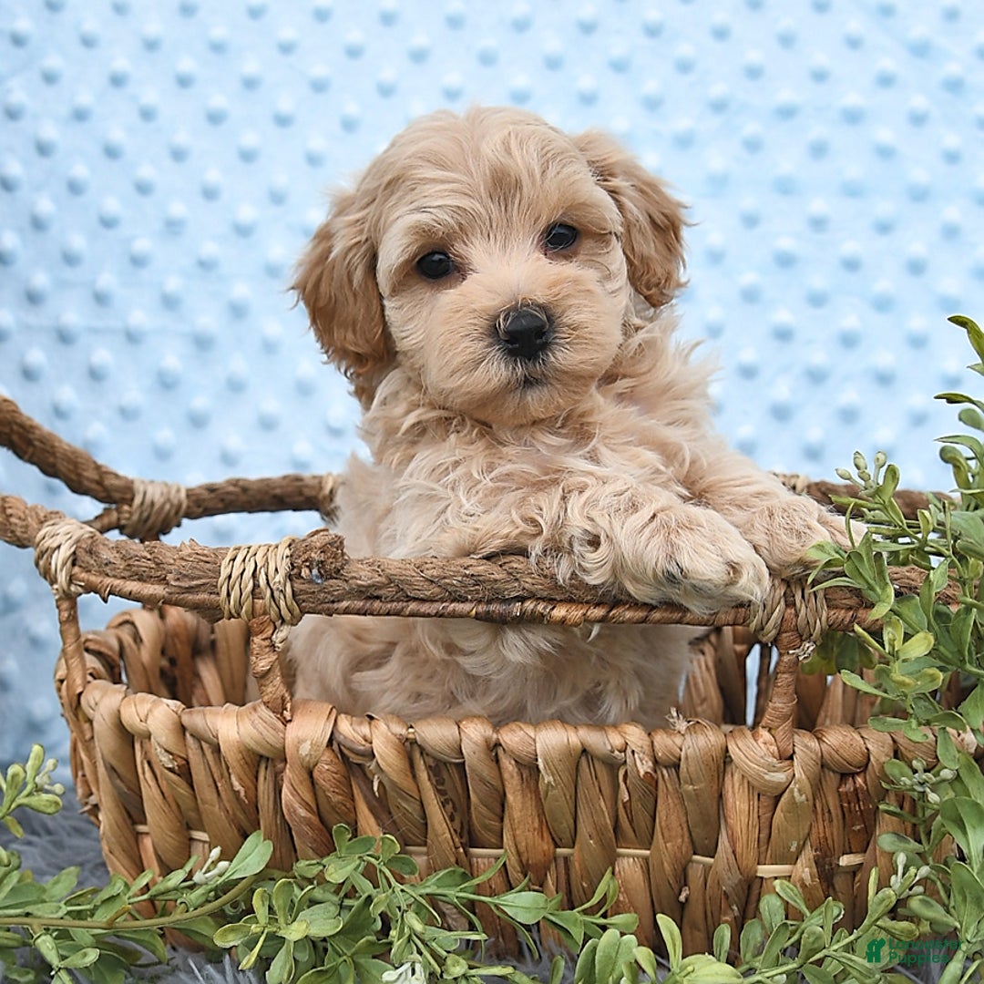Havapoo dogs for sale: Belle - Image 1