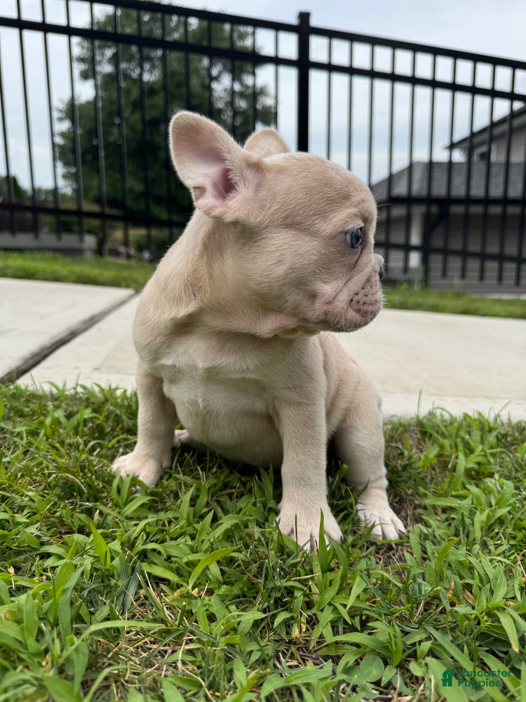 French Bulldog dogs for sale: Ash - Image 1