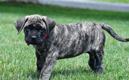 English Mastiff dogs for sale: Vicky - Image 6