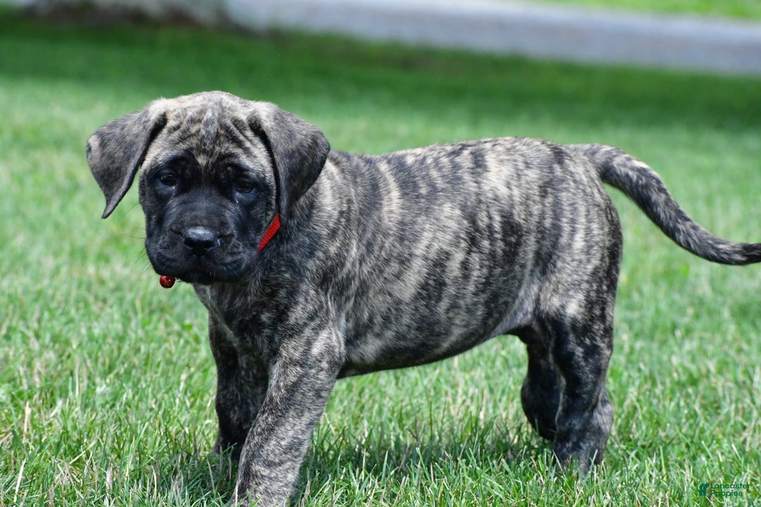 English Mastiff dogs for sale: Vicky - Image 6