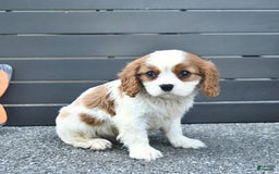 Cavalier King Charles Spaniel dogs for sale: Taylor - Image 6