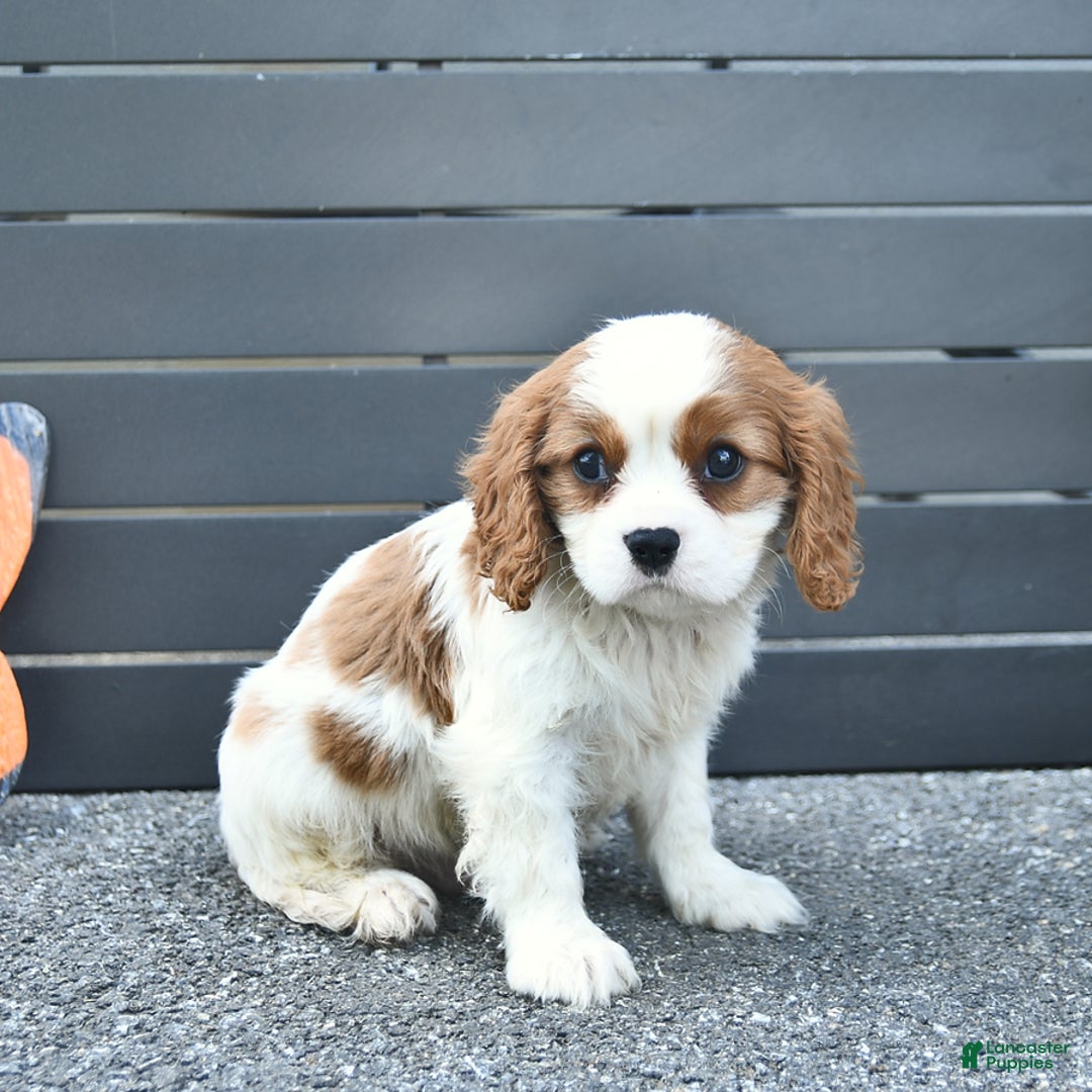 Cavalier King Charles Spaniel dogs for sale: Taylor - Image 6