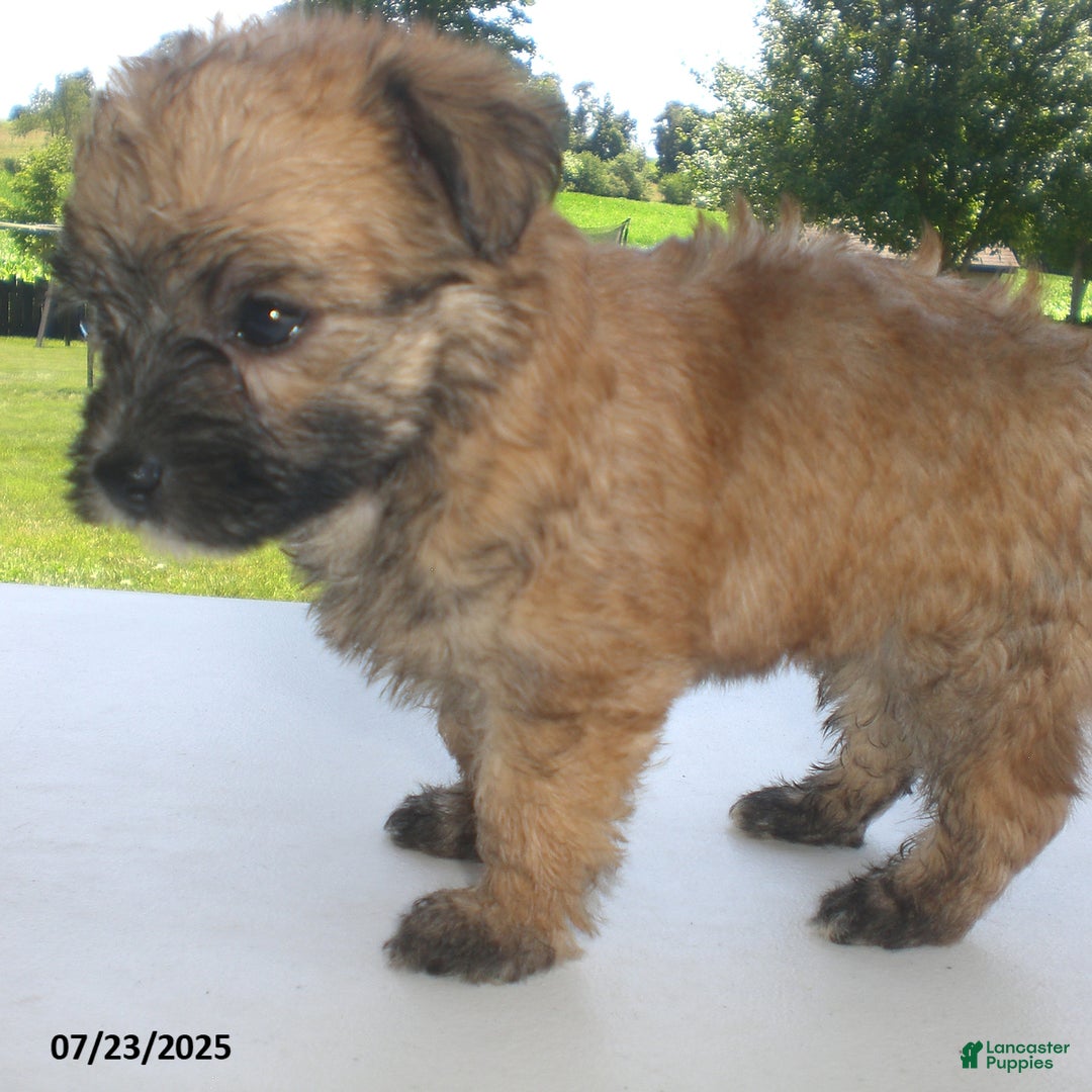 Yorkiepoo dogs for sale: Sally - Image 20