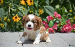 Cavalier King Charles Spaniel dogs for sale: Buster - Image 3