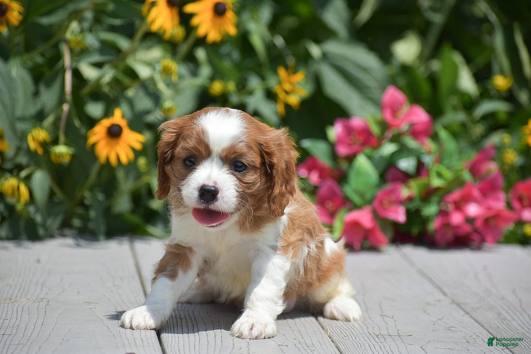 Cavalier King Charles Spaniel dogs for sale: Buster - Image 3