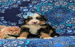 Bernese Mountain Dog dogs for sale: Emma - Image 8