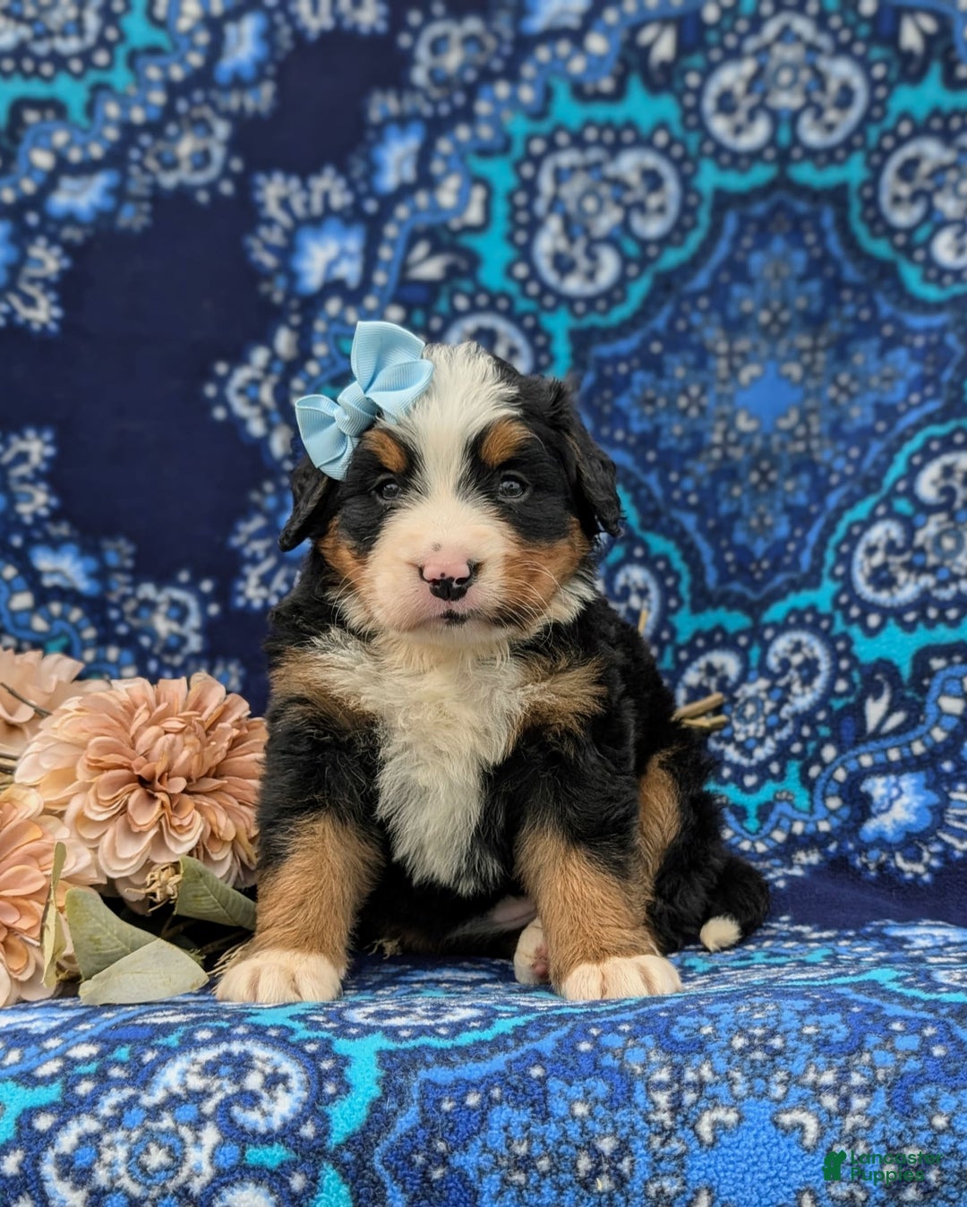 Bernese Mountain Dog dogs for sale: Emma - Image 8
